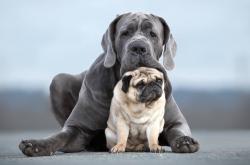 英雄联盟总决赛直播-绿茵与赛道的交响，当红黑军团与中场大师演绎统治力