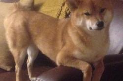 英雄联盟总决赛时间-边境牌上的关键先生，当莱万成为波兰对法封锁的唯一解药