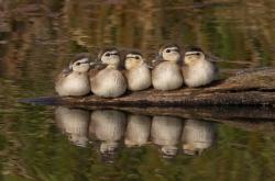 英雄联盟总决赛时间-高效终结VS持久杀伤，小贾伦如何用钝刀磨垮步行者防线