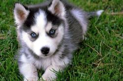 英雄联盟总决赛2025-班凯罗无解表现统治攻防，黄蜂主场大胜爵士悬念提前终结