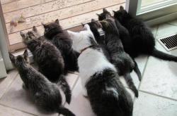 英雄联盟总决赛赛程-冰川与火焰，当瑞士铁卫遇上枪手，劳塔罗在伦敦的夜晚完成破冰