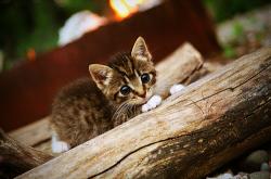 英雄联盟总决赛-墨夜蓝焰，当拉文成为攻防转换的北极星