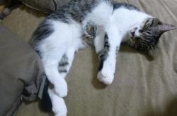 LOL赛事-救赎与统治，福克斯封神一夜，雄鹿强势晋级挑战爵士