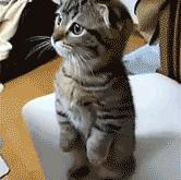 -冰与火的碰撞，当勒沃库森的钢铁洪流遇上哥斯达黎加的热带风暴，京多安末节引擎全开