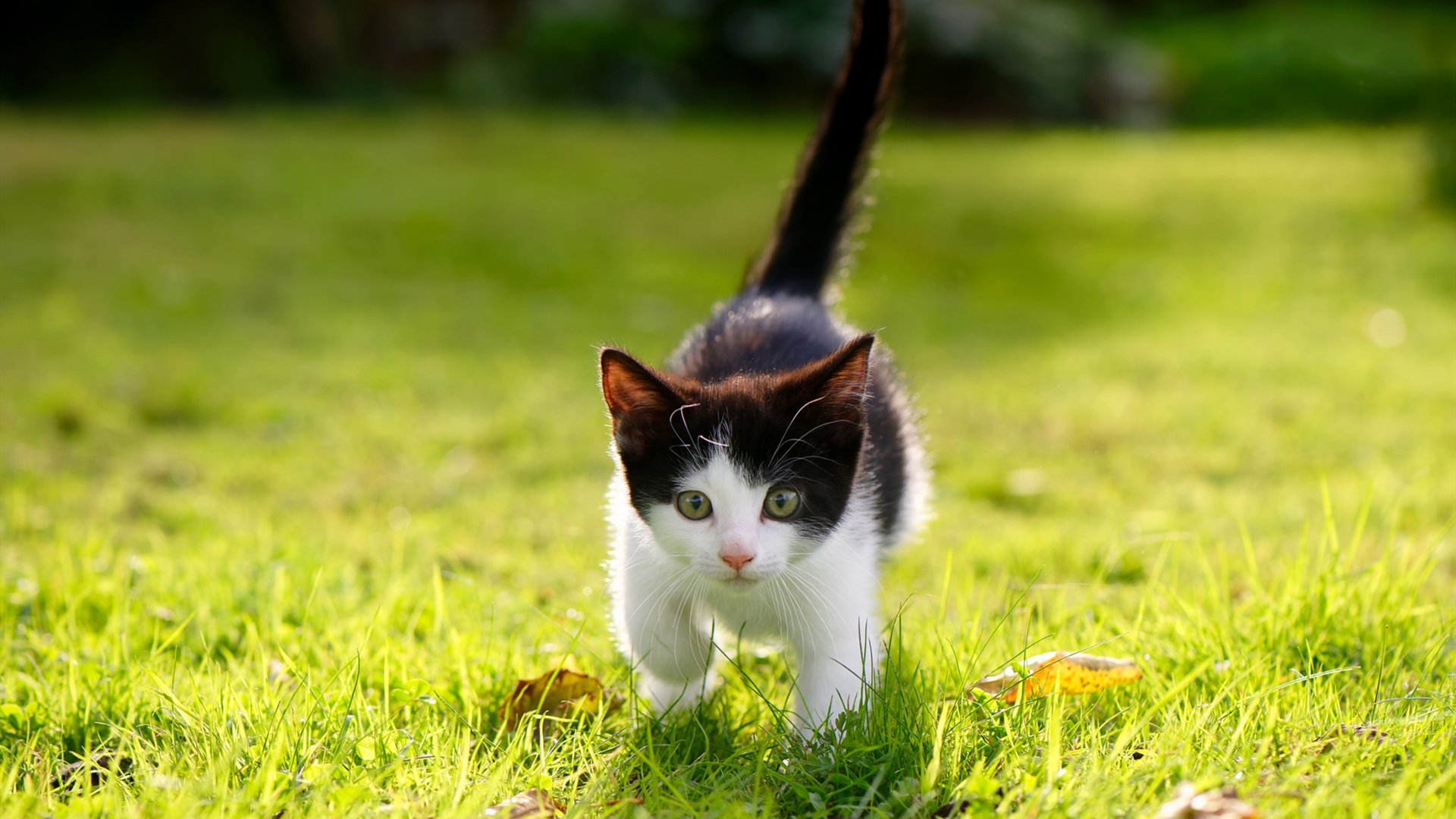 绿茵魔术师，当深圳队用英超剧本变走胜利