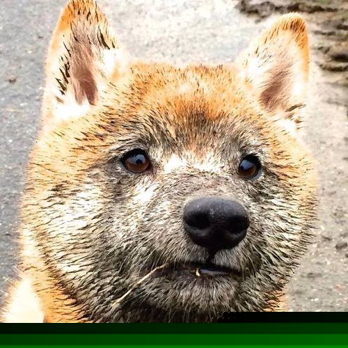 库里法则,当步行者与太阳的战术板上,都写着同一个无解的名字