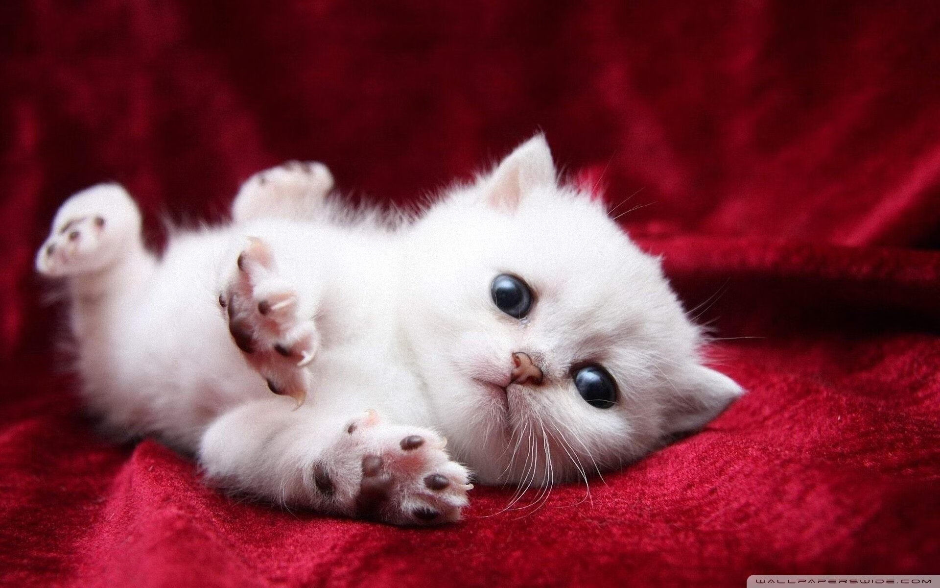 主控者游戏,当福克斯掌控时间,马刺破解森林狼的群体意志