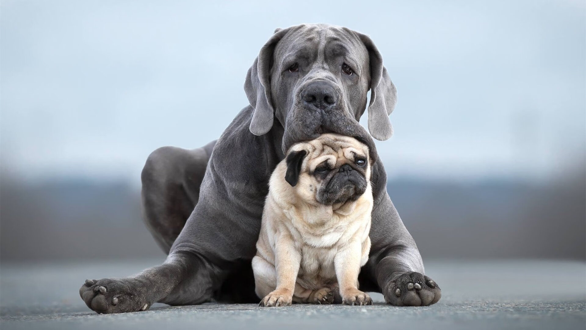 绿茵与赛道的交响，当红黑军团与中场大师演绎统治力