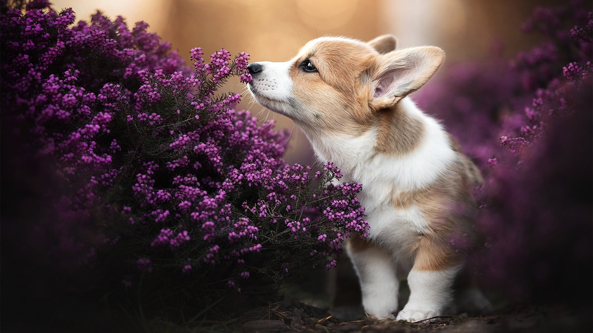 终结连胜与定义时代的先生，当灰熊撕碎神话，恩比德正名史诗