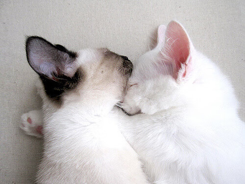 意甲焦点战之夜,门迪关键战不手软,一锤定音助球队夺冠