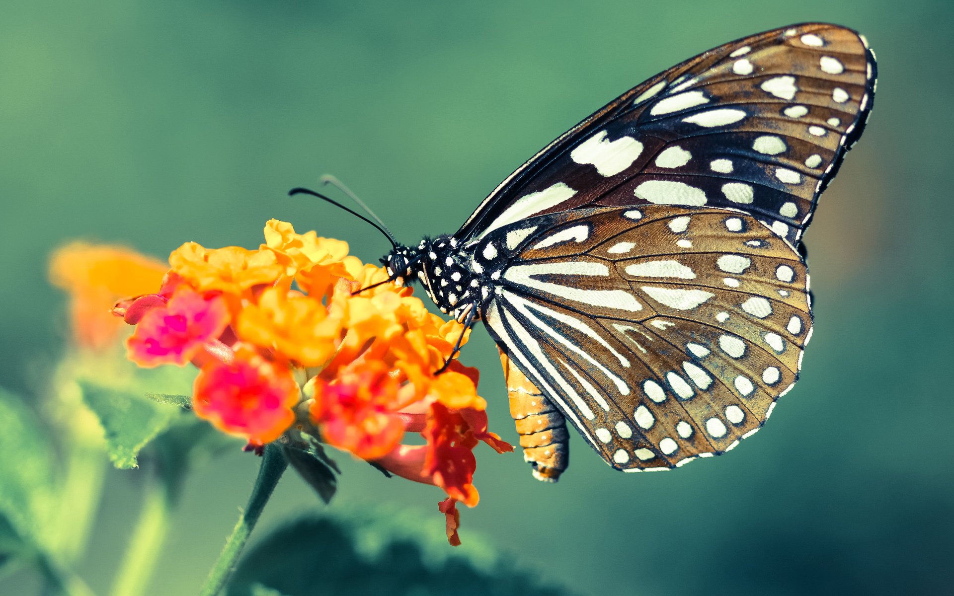 变频心脏,武切维奇如何以攻防转换核心身份,驱动新疆队收割十一冠王广东