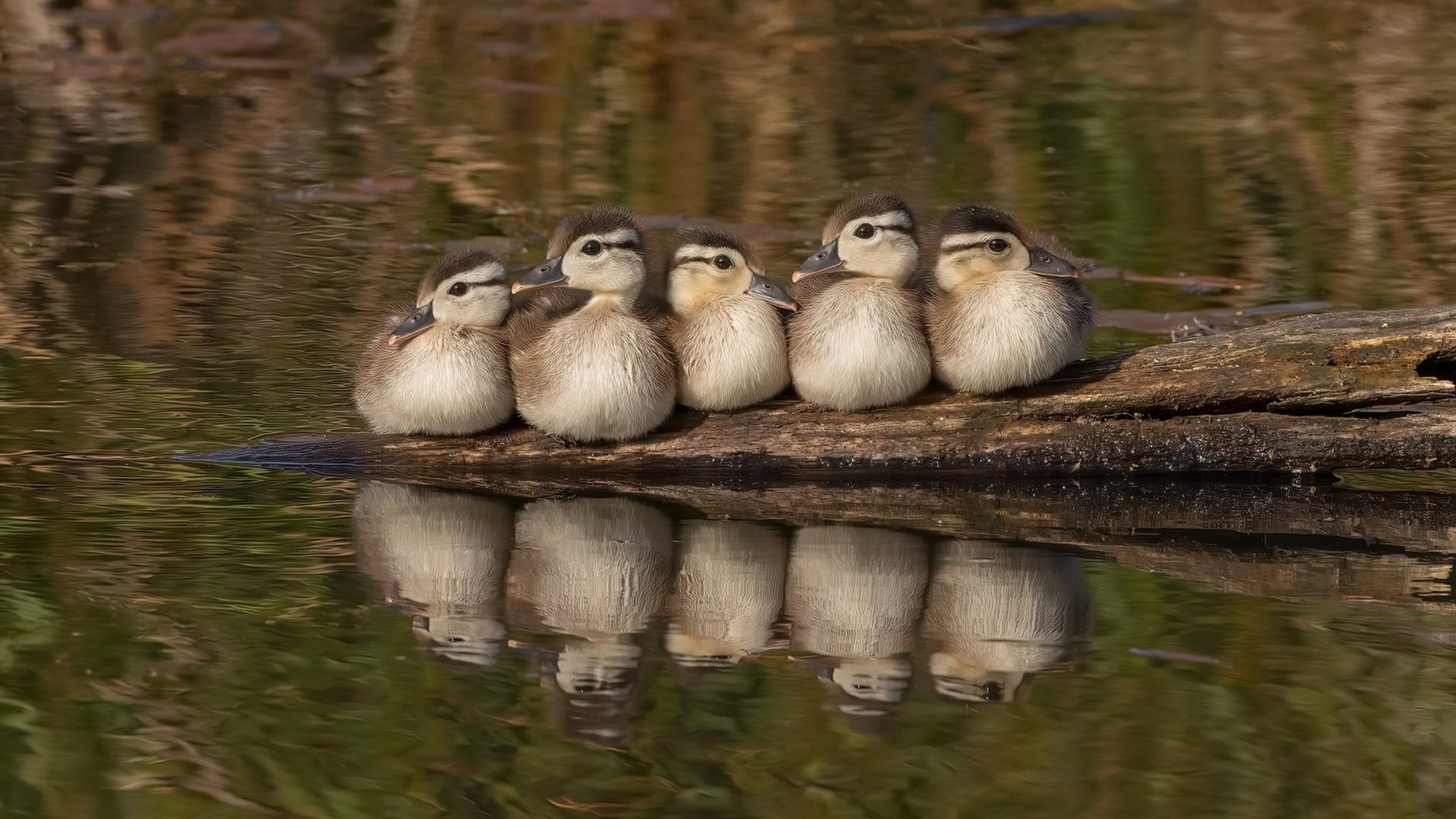 他接管比赛,可你以为他是谁?纽约麦迪逊的狂野与菲律宾球馆的轰鸣,共响着一个英雄主义神话