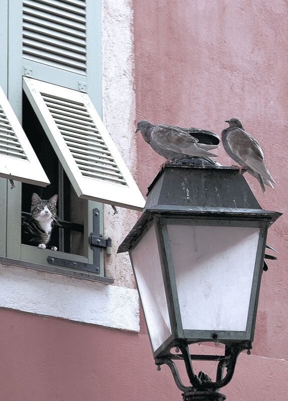 孤城铁闸，德里赫特一夫当关，秘鲁险胜贝蒂斯的防守艺术