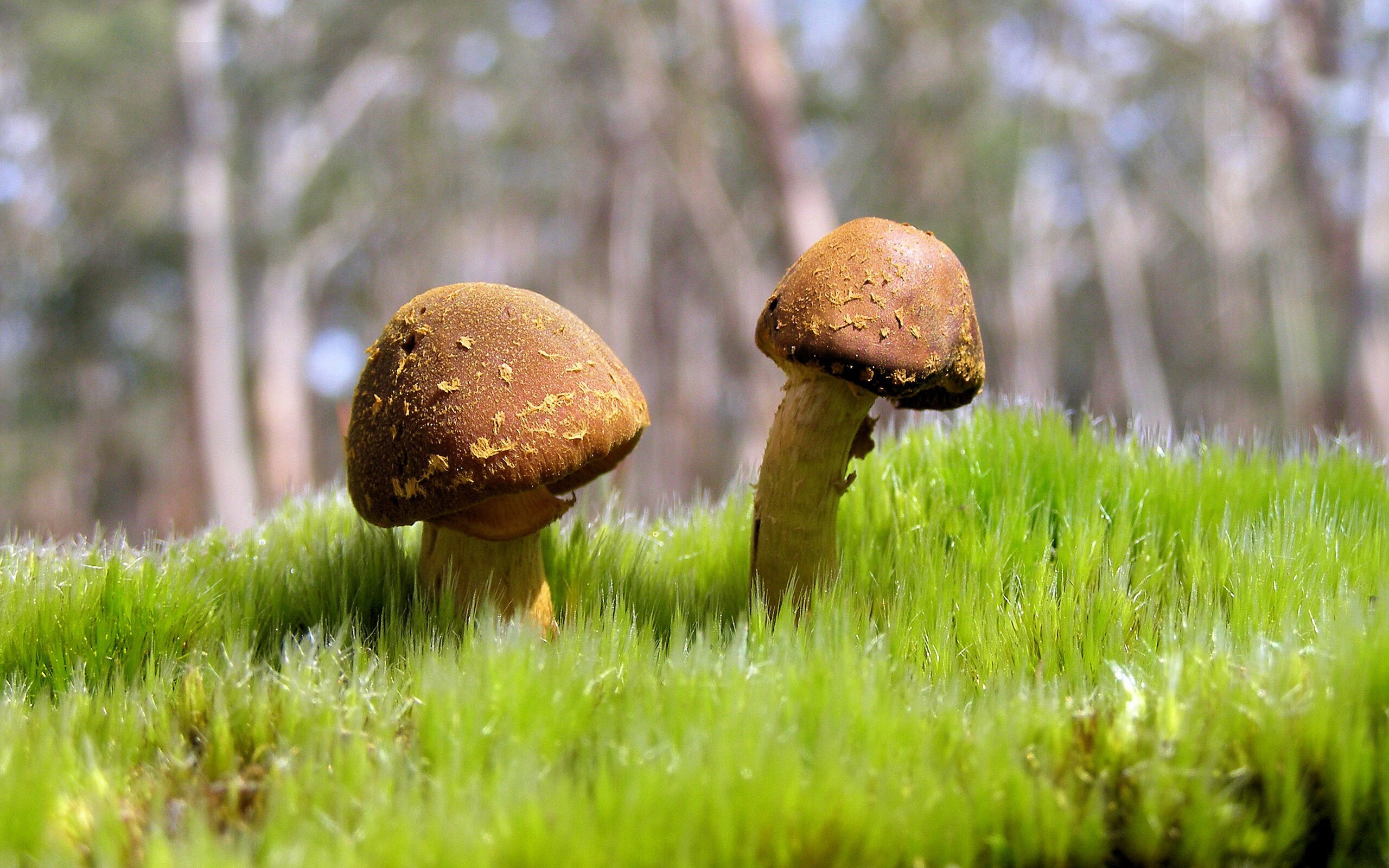 聚光灯下的斗牛，当山西与上海相遇，这是属于东契奇的舞台