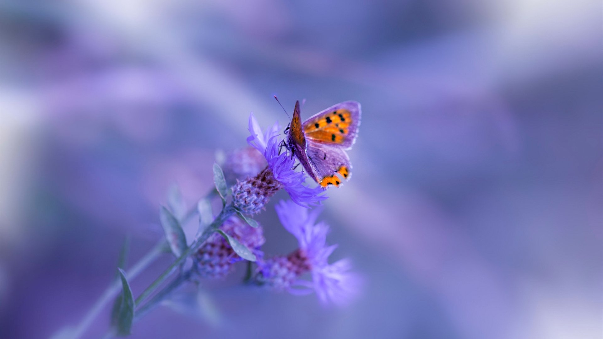 绿茵与赛道，在命运时速的交汇点爆发