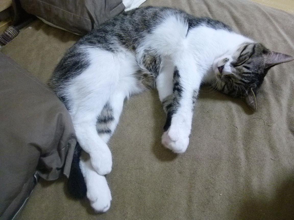 救赎与统治，福克斯封神一夜，雄鹿强势晋级挑战爵士