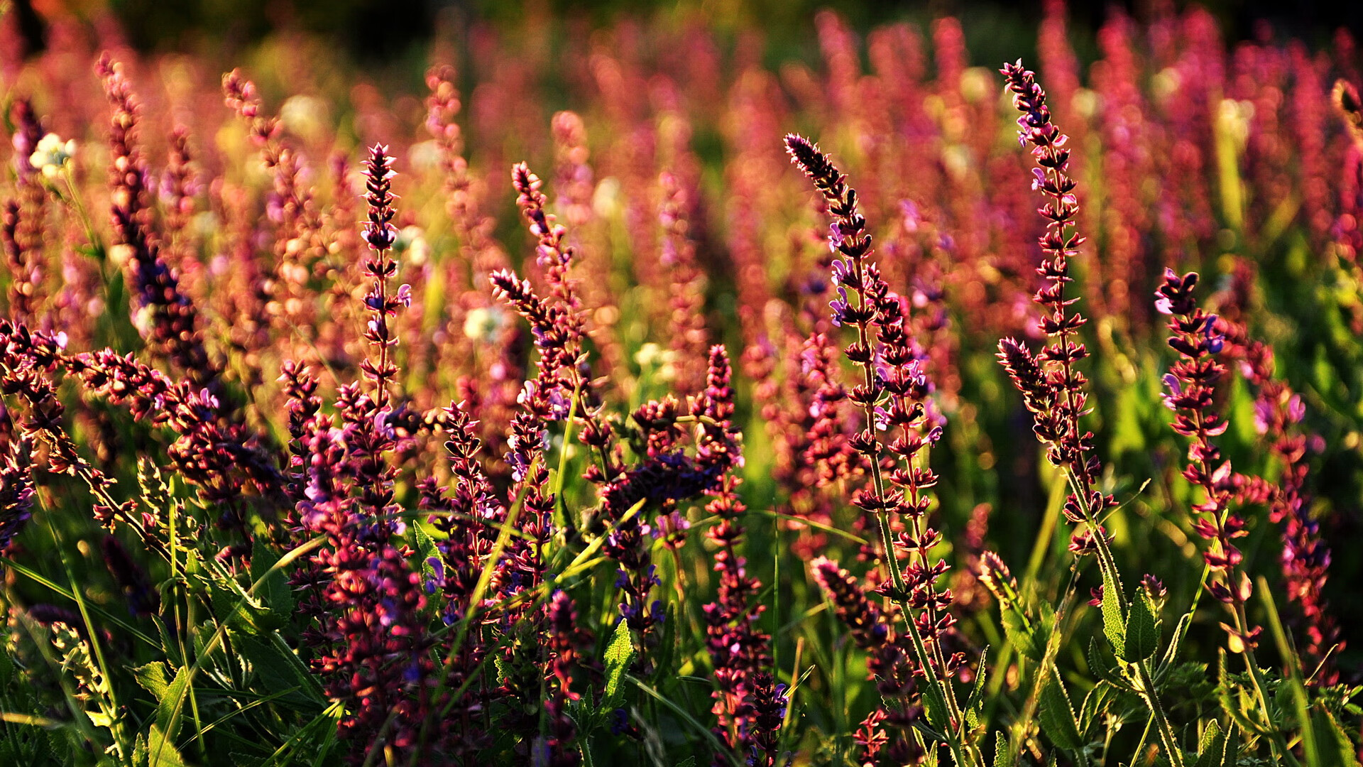 伊萨克爆发点燃绿茵,切尔西强势晋级背后的牙买加密码