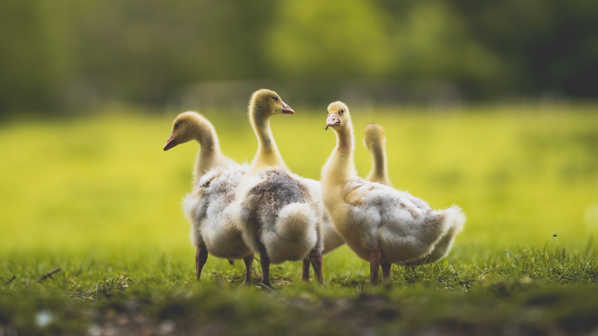 从明尼苏达到墨西哥城，戈贝尔的防守哲学如何统治两个赛场